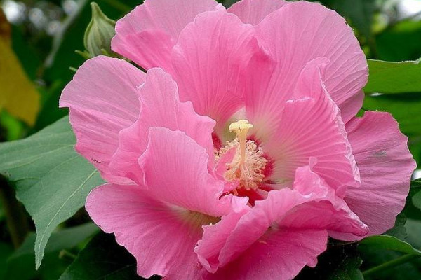 芙蓉花开花期间需要多浇水吗