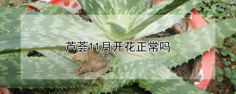 芦荟11月开花正常吗"