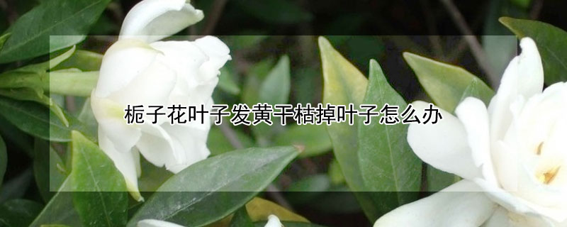 栀子花叶子发黄干枯掉叶子怎么办"