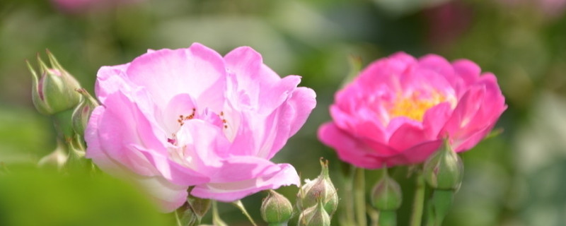 蔷薇花如何种植方法"