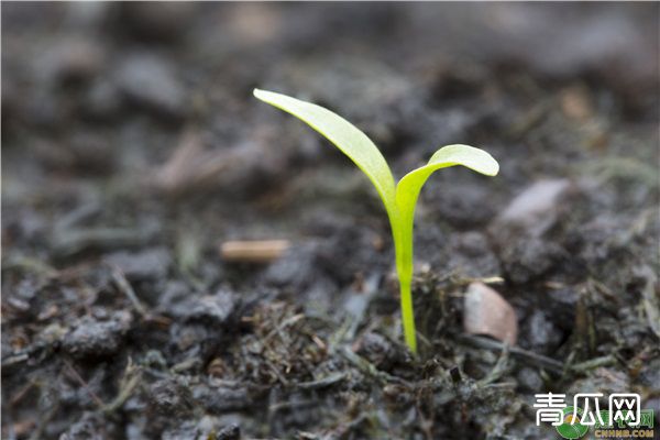 生物菌肥EM菌液自制技巧"