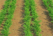 夏季胡萝卜种植注意事项"