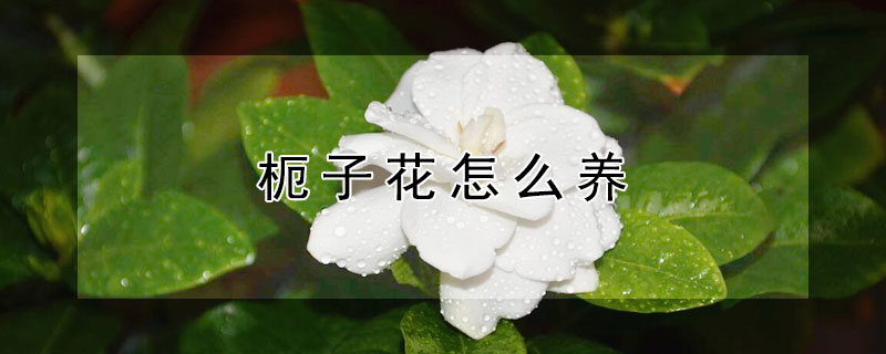 枙子花怎么养"