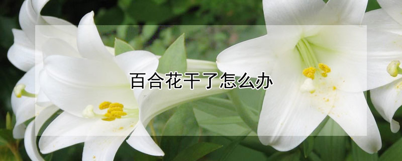 百合花干了怎么办"