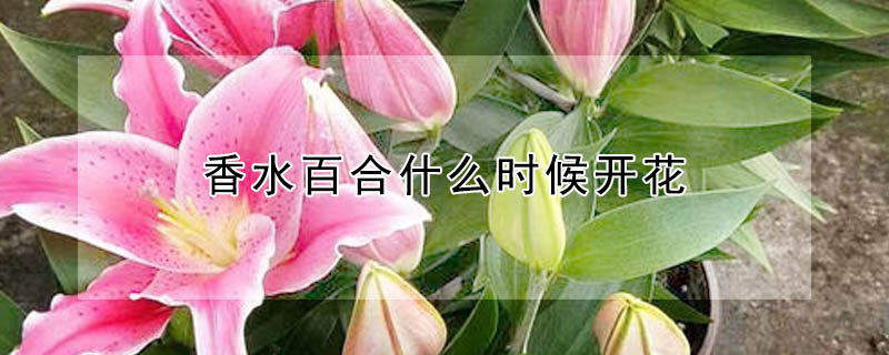 香水百合什么时候开花"