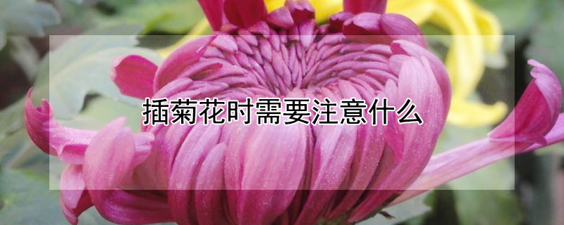 插菊花时需要注意什么"