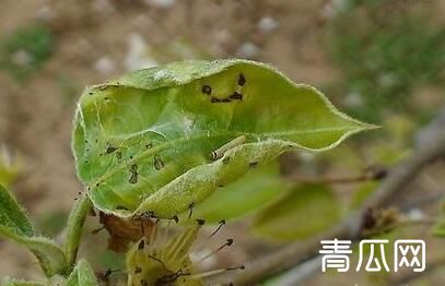 顶捎卷叶蛾的综合防治措施"