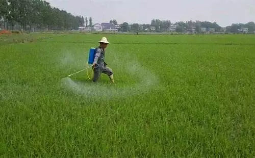 除草剂什么时候打最好