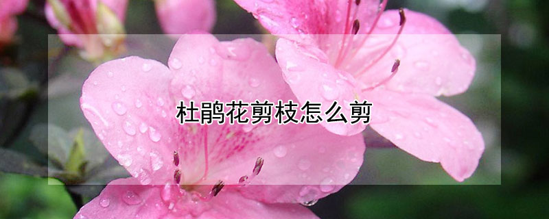 杜鹃花剪枝怎么剪"