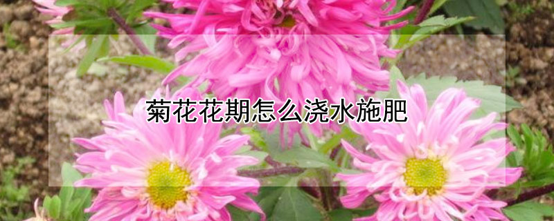 菊花花期怎么浇水施肥"