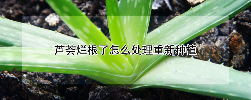 芦荟烂根了怎么处理重新种植"