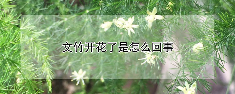 文竹开花了是怎么回事"