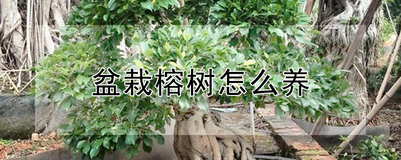 盆栽榕树怎么养"