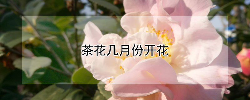 茶花几月份开花"