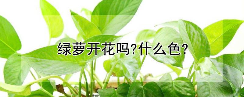 绿萝开花吗?什么色?