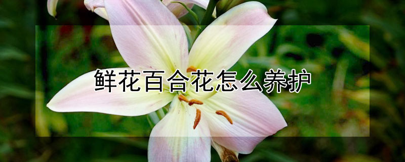 鲜花百合花怎么养护"