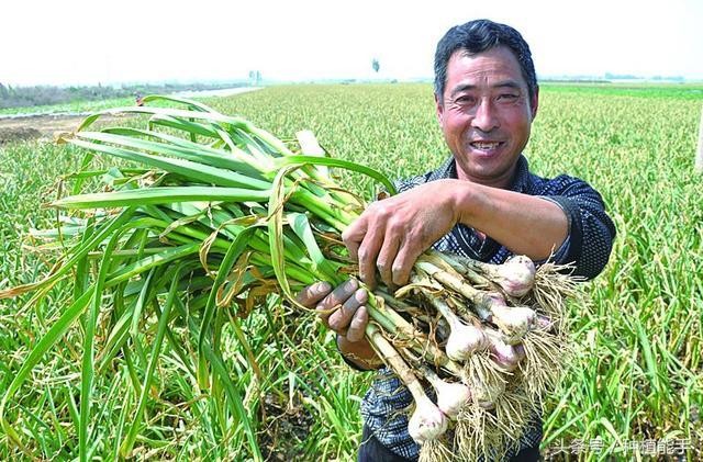 大蒜叶枯病发病症状及防治技巧"