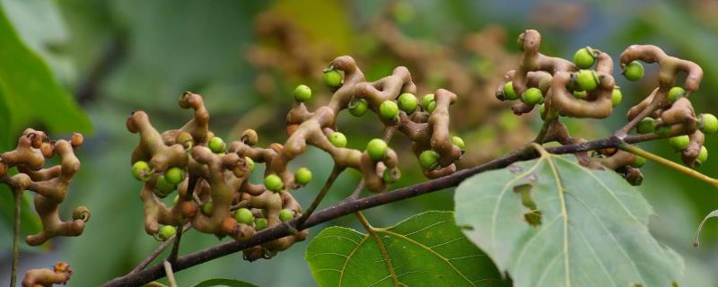 种植拐枣前景怎样，种植收益如何"