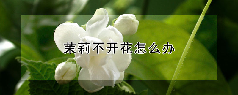 茉莉不开花怎么办"