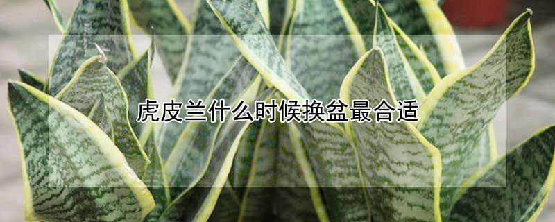 虎皮兰什么时候换盆最合适"