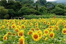 向日葵田金针虫防治"