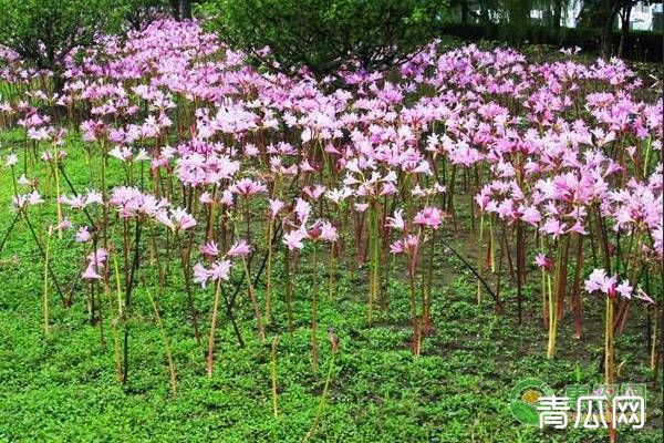 换锦花的养殖方法及养护技巧"