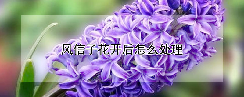 风信子花开后怎么处理"