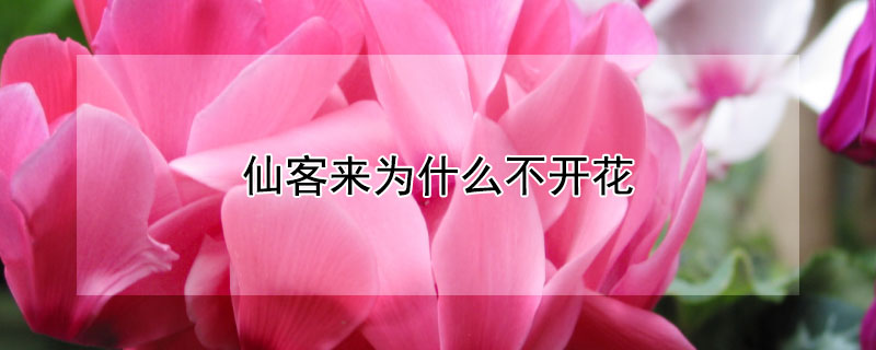 仙客来为什么不开花