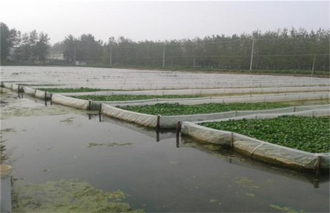 水蛭养殖池的建造及消毒