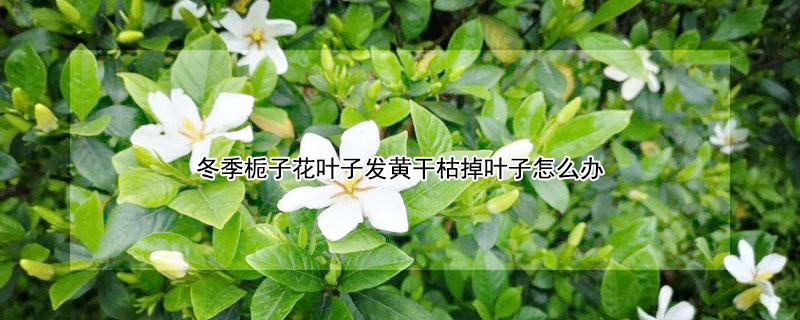 冬季栀子花叶子发黄干枯掉叶子怎么办"