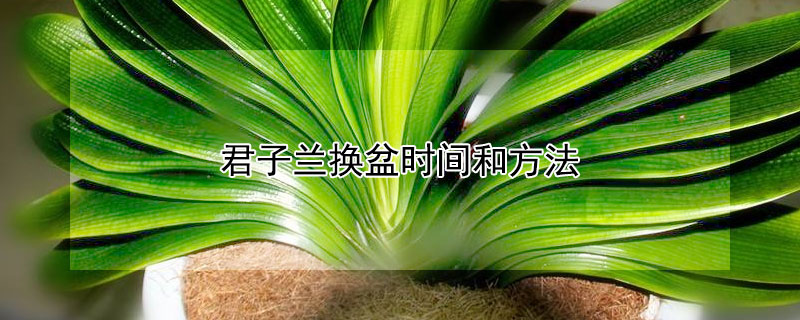 君子兰换盆时间和方法"