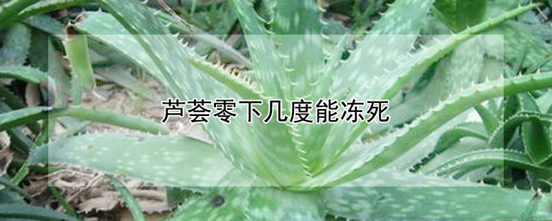 芦荟零下几度能冻死"