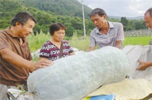 “大塘冬瓜王”大赛7月8日举行