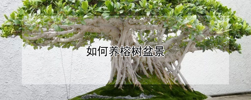 如何养榕树盆景