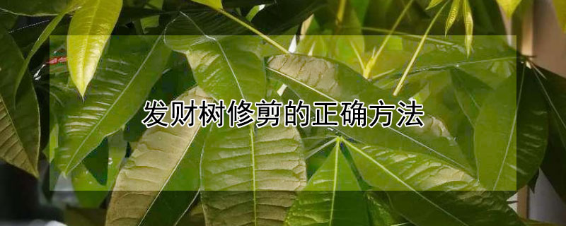 发财树修剪的正确方法