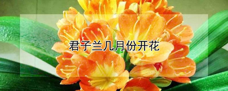 君子兰几月份开花"