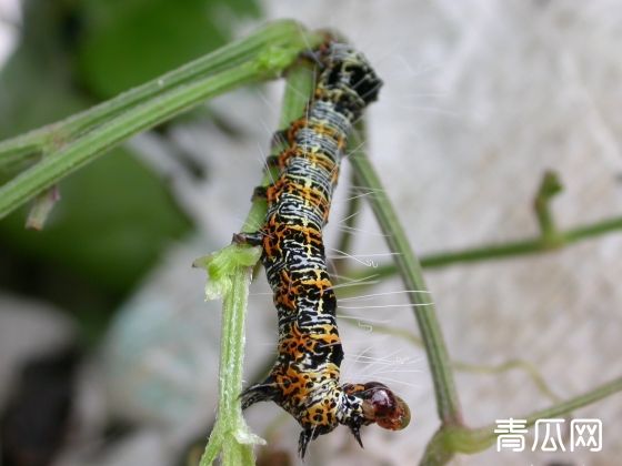 葡萄虎蛾应该怎样防治？"