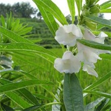 黑芝麻的高产的栽培技术