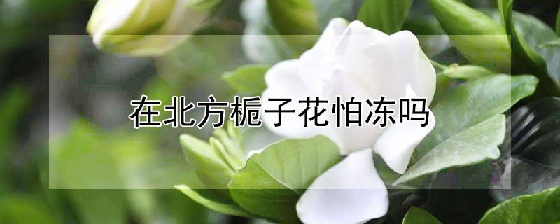 在北方栀子花怕冻吗"