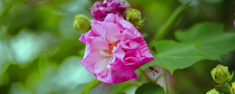 芙蓉花会结果吗"