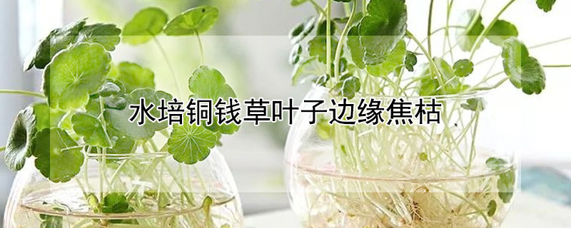 水培铜钱草叶子边缘焦枯"