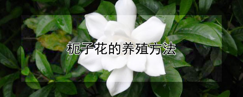 枙子花的养殖方法