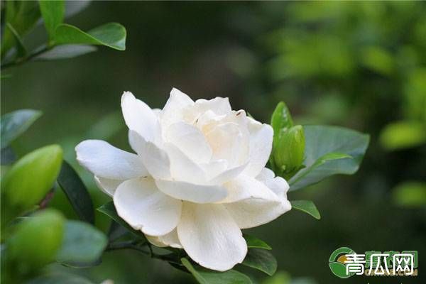 如何养好栀子花?栀子花的养殖技巧介绍"