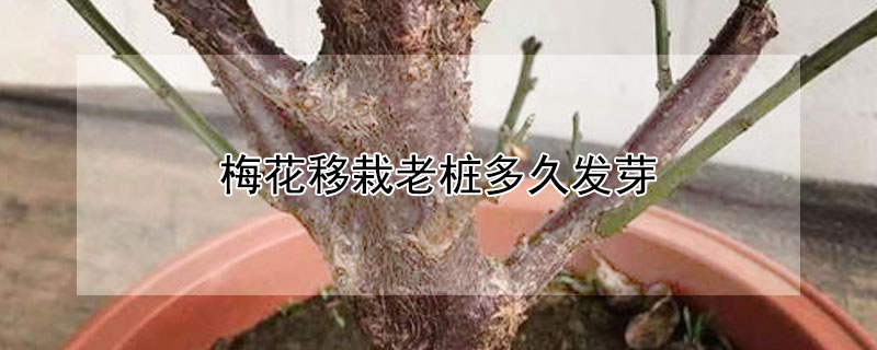 梅花移栽老桩多久发芽"