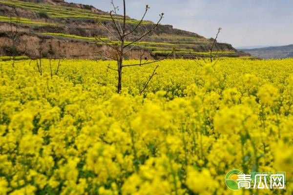 油菜缺硼的症状判断方法及防治措施