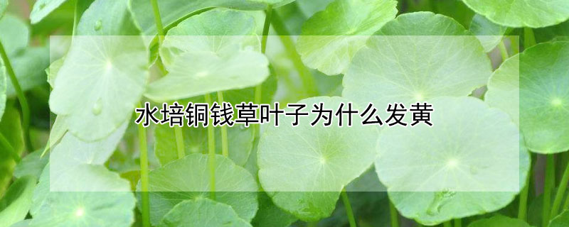 水培铜钱草叶子发黄是什么原因"