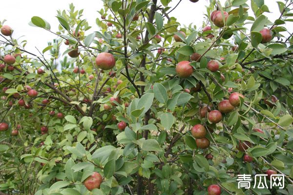 油茶常见的病虫害有哪些？防治措施有哪些