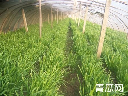 韭菜田间化学除草的方法"