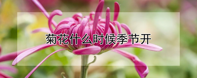 菊花什么时候季节开"