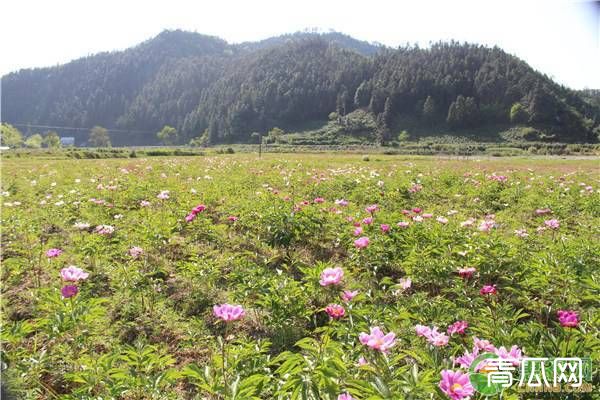 芍药烂根什么原因？解决方法介绍"